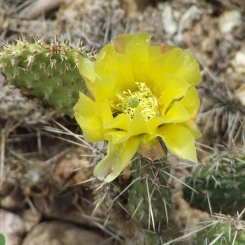 Opuntia heacockii Cactus Lover