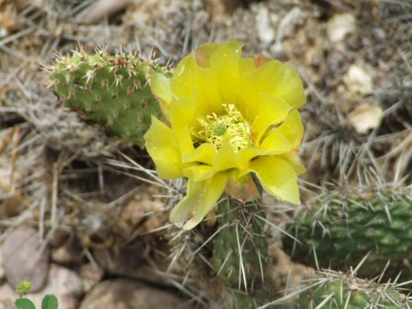 Opuntia heacockii Cactus Lover