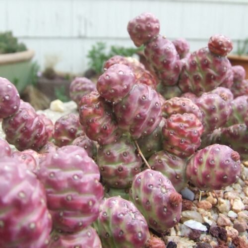 Opuntia fragilis (debreczyi) v. denuda (Spineless Cat's Paw Cactus) Cactus Lover