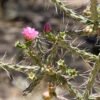 Cylindropuntia kleiniae (Pencil Cholla Tree Cactus) Cactus Lover