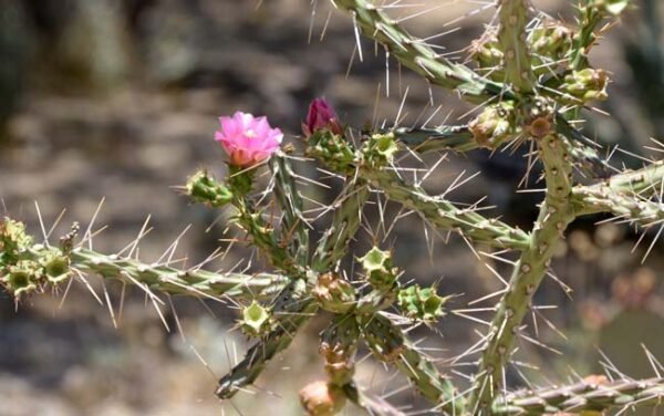 Cylindropuntia kleiniae (Pencil Cholla Tree Cactus) Cactus Lover
