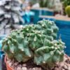 Echinocereus triglochidiatus hybrid 'White Sands' x mojavensis f. inermis Cactus Lover