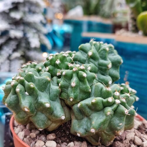 Echinocereus triglochidiatus hybrid 'White Sands' x mojavensis f. inermis Cactus Lover