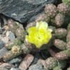 2007_POTATO Opuntia fragilis (debreczyi) v. denuda (Potato Cactus) Cactus Lover