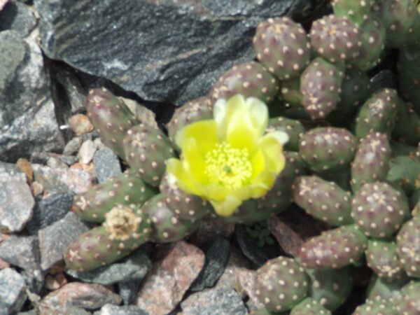 2007_POTATO Opuntia fragilis (debreczyi) v. denuda (Potato Cactus) Cactus Lover