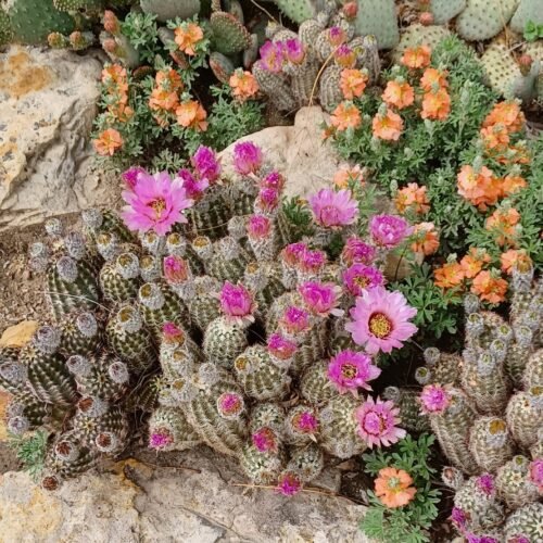 Echinocereus reichenbachii v. albispinus Cactus Lover