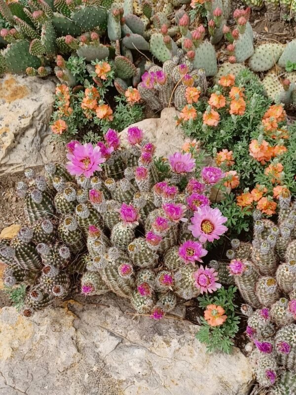 Echinocereus reichenbachii v. albispinus Cactus Lover