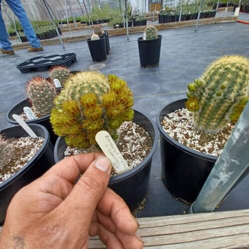 Echinocereus chloranthus v. neocapillus