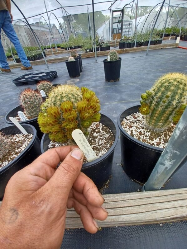 Echinocereus chloranthus v. neocapillus