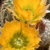 Echinocereus dasycanthus Cactus Lover