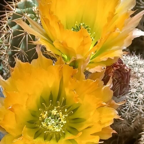 Echinocereus dasycanthus Cactus Lover