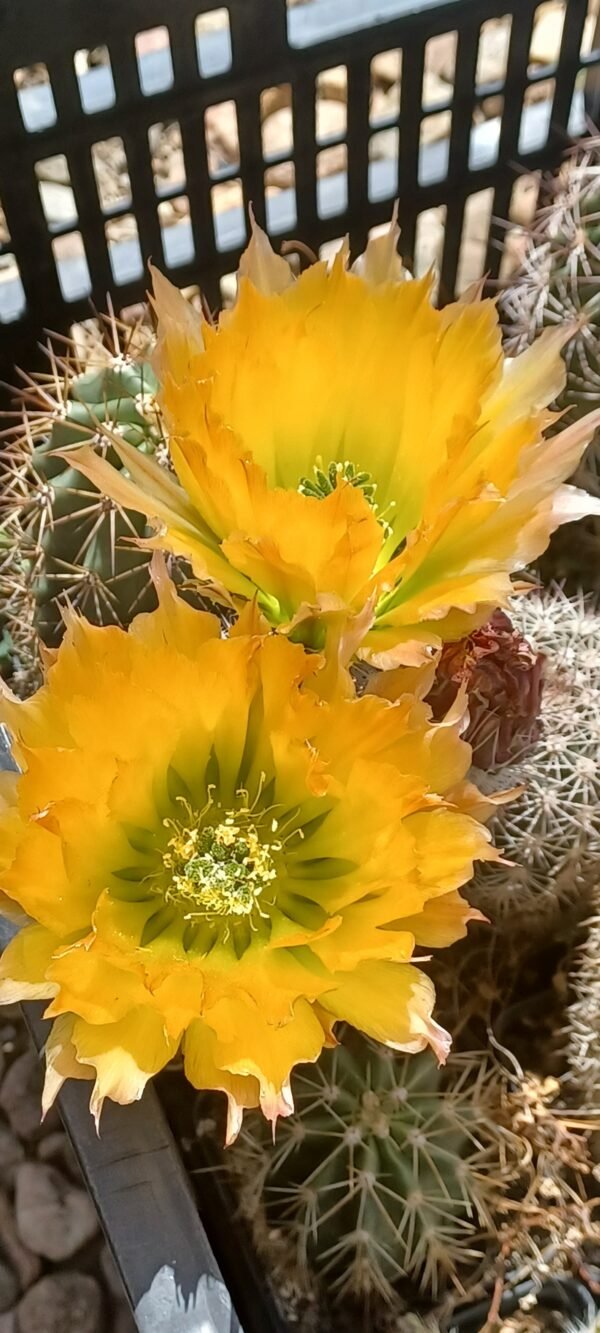 Echinocereus dasycanthus Cactus Lover