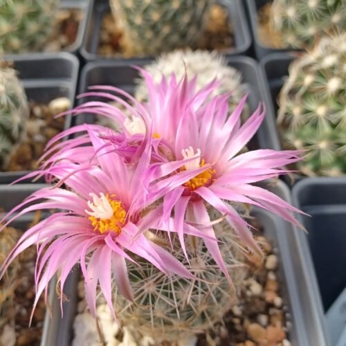 Coryphantha vivipara v. arizonica Cactus Lover