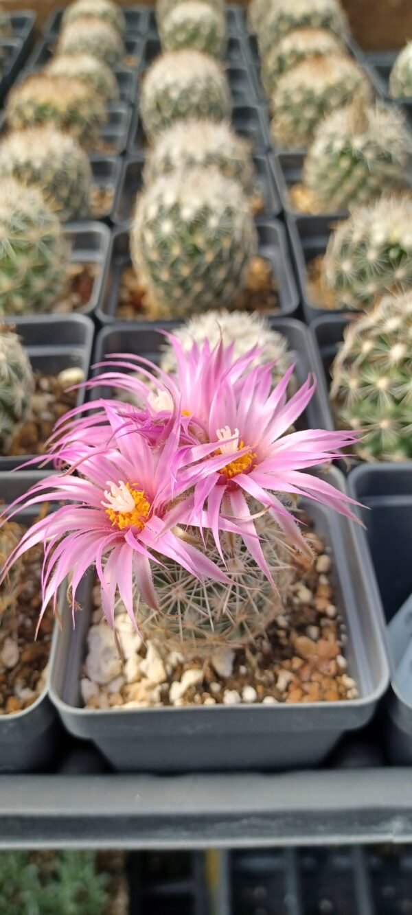 Coryphantha vivipara v. arizonica Cactus Lover