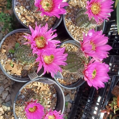 'Purple Marvel' Echinocereus fendleri x reichenbachii Cactus Lover