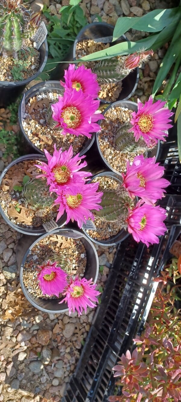 'Purple Marvel' Echinocereus fendleri x reichenbachii Cactus Lover