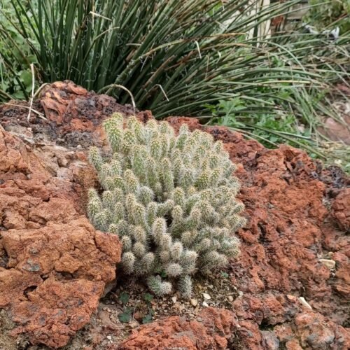 Opuntia polyacantha x cymochila 'Peter Pan' Cactus Lover
