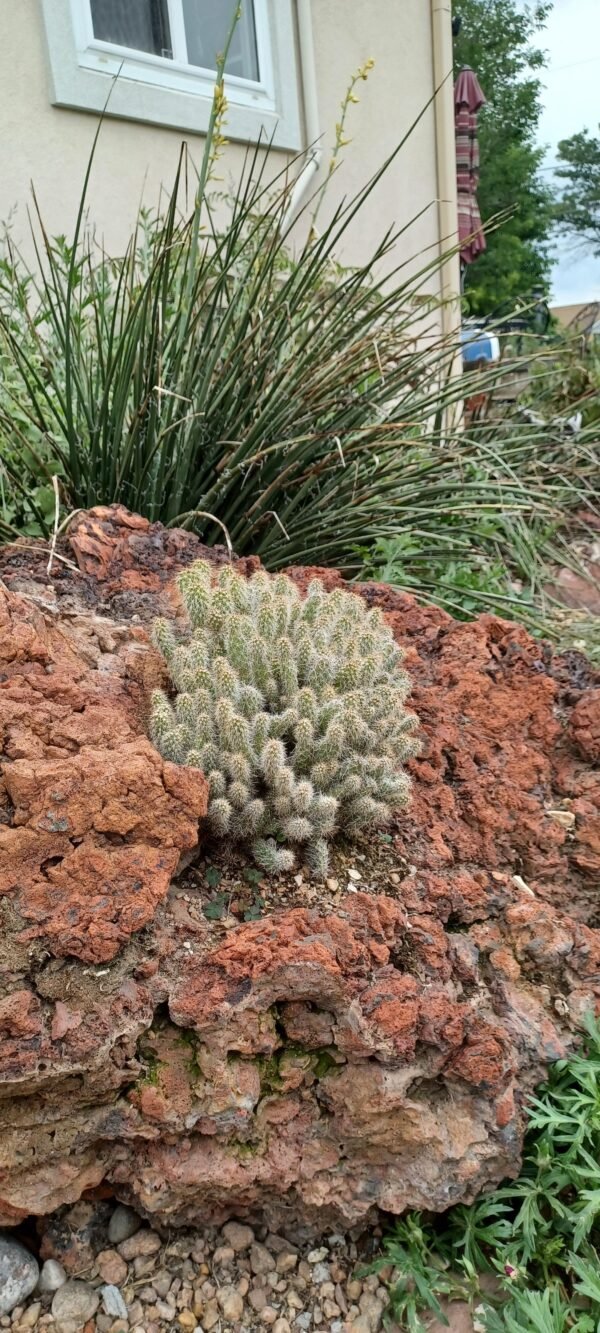 Opuntia polyacantha x cymochila 'Peter Pan' Cactus Lover