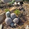 Echinocereus "Kimble County Tx Form" reichenbachii var caespitosus Cactus Lover