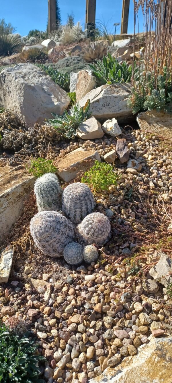 Echinocereus "Kimble County Tx Form" reichenbachii var caespitosus Cactus Lover