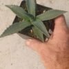 Agave parryi v neomexicana Cactus Lover