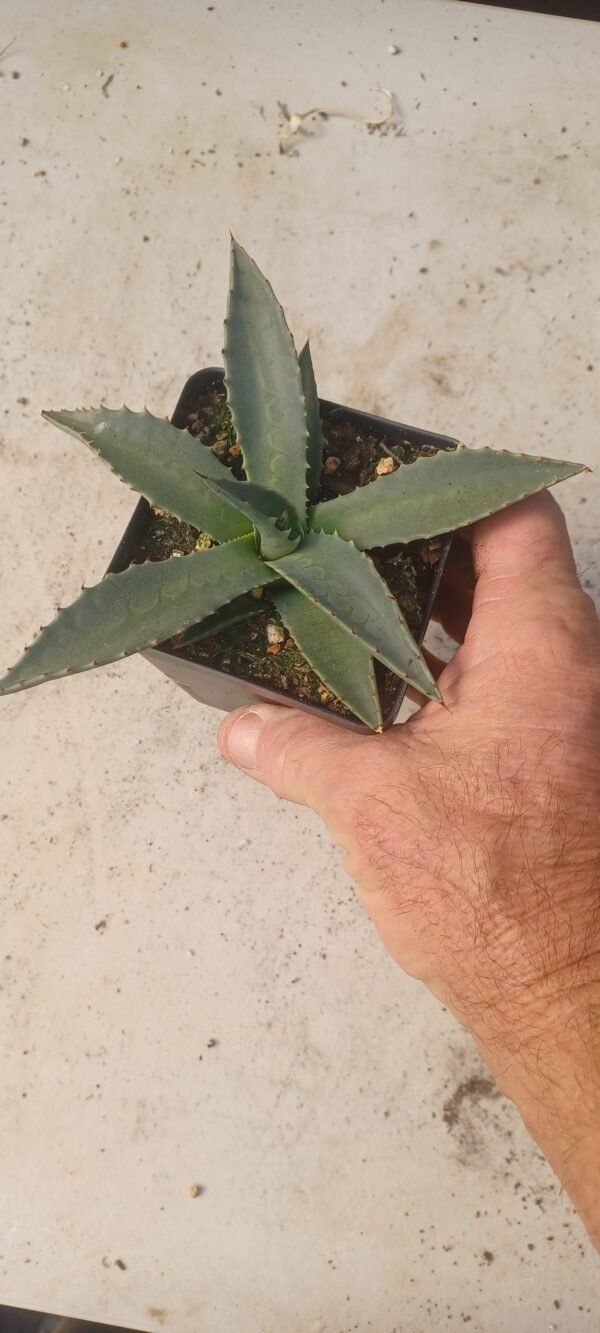 Agave parryi v neomexicana Cactus Lover
