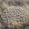 Echinocereus mojavensis  (Flaming Gorge form)  Cactus Lover