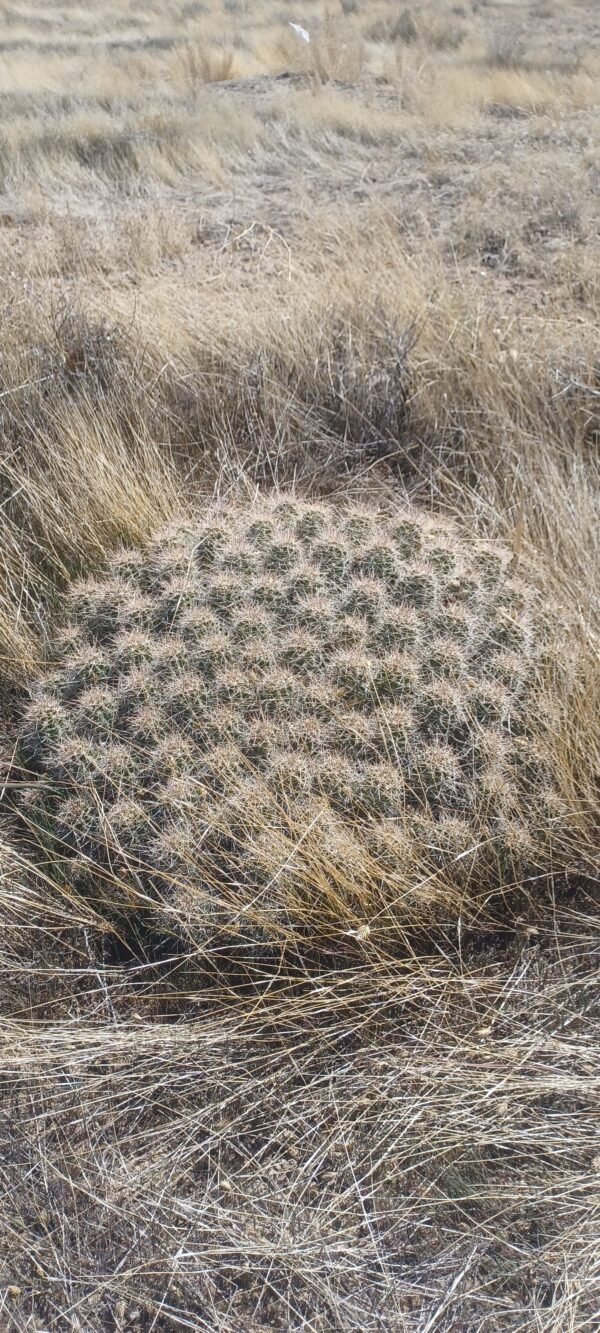 Echinocereus mojavensis  (Flaming Gorge form)  Cactus Lover