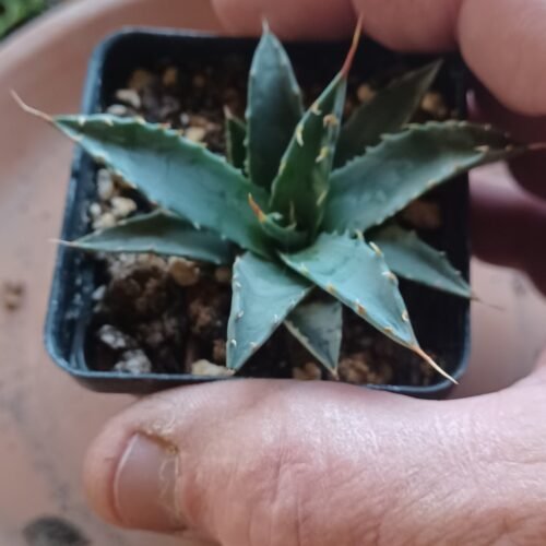 Agave utahensis v. nevadensis Cactus Lover