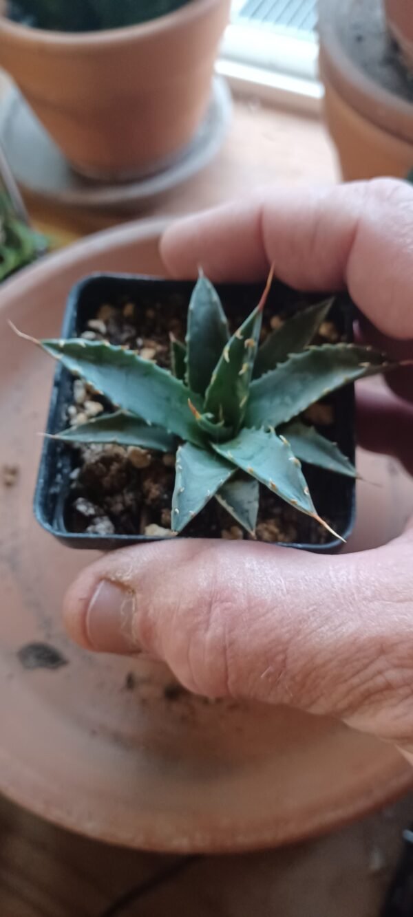 Agave utahensis v. nevadensis Cactus Lover