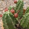 Echinocereus mojavensis v. inermis Cactus Lover