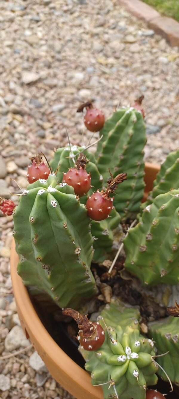 Echinocereus mojavensis v. inermis Cactus Lover