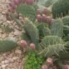 Opuntia 'Loveliness' Cactus Lover
