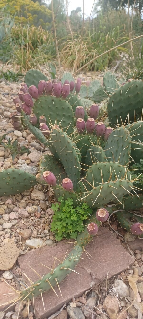 Opuntia 'Loveliness' Cactus Lover