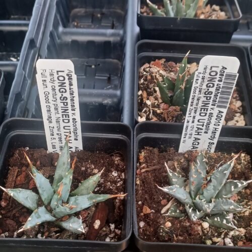 Agave utahensis v. eborispinus Cactus Lover
