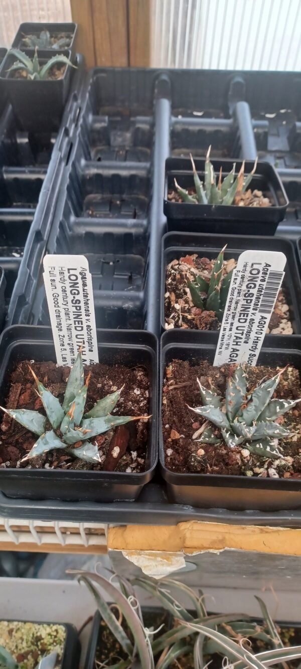 Agave utahensis v. eborispinus Cactus Lover