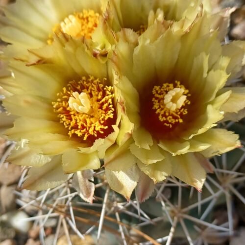 Coryphantha robustispina ssp. scheerii   Cactus Lover