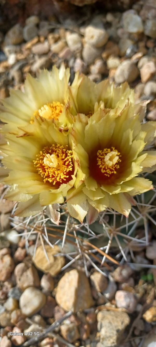 Coryphantha robustispina ssp. scheerii   Cactus Lover
