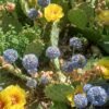 Opuntia 'Loveliness' Cactus Lover