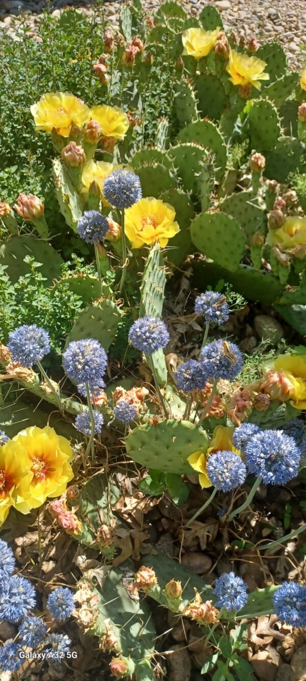 Opuntia 'Loveliness' Cactus Lover