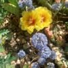 Opuntia 'Loveliness' Cactus Lover