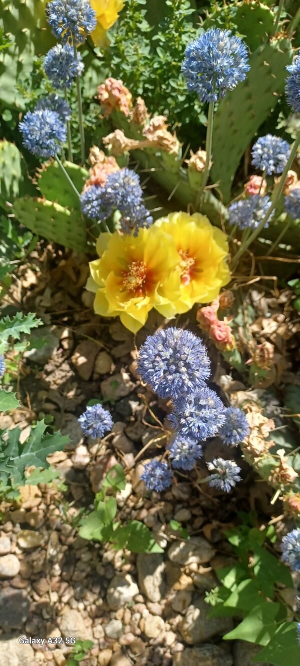 Opuntia 'Loveliness' Cactus Lover