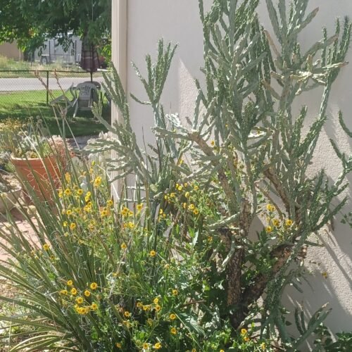 Cylindropuntia imbricata v. arborescens 'Inermis' (Horst's Spineless Tree Cholla) Cactus Lover