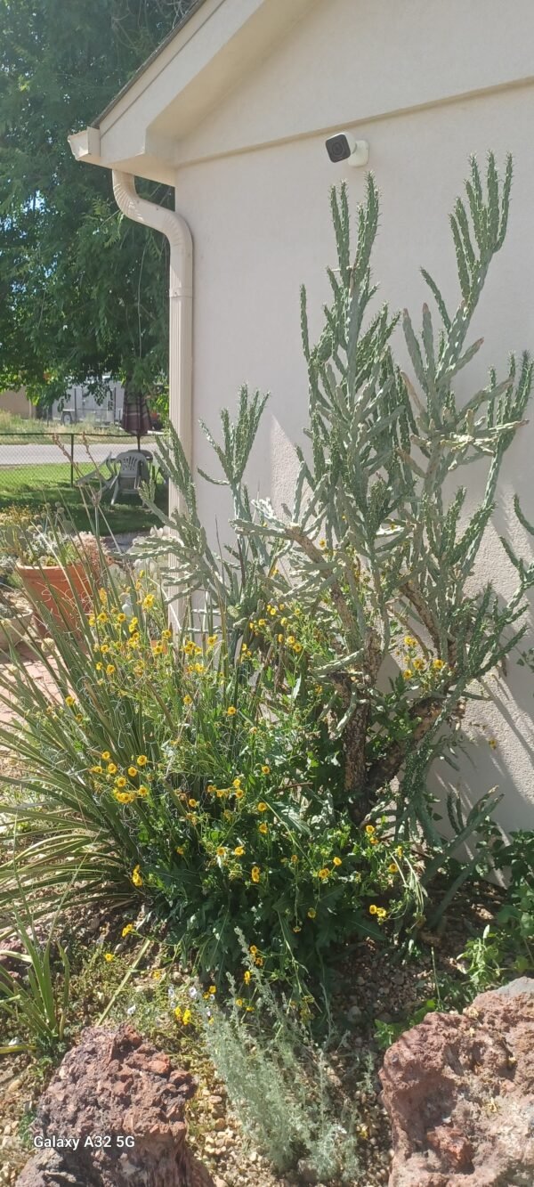 Cylindropuntia imbricata v. arborescens 'Inermis' (Horst's Spineless Tree Cholla) Cactus Lover
