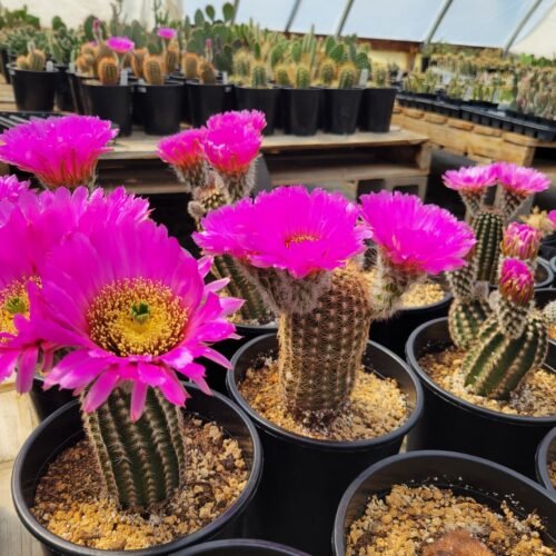 Echinocereus reichenbachii ssp. perbellus v. nova Cactus Lover