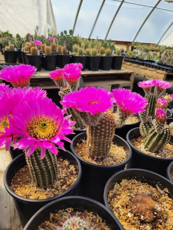 Echinocereus reichenbachii ssp. perbellus v. nova Cactus Lover