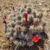 Echinocereus mojavensis  (Flaming Gorge form)  Cactus Lover