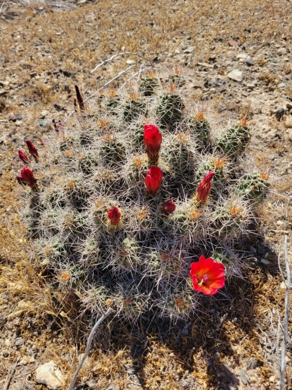 Echinocereus mojavensis  (Flaming Gorge form)  Cactus Lover