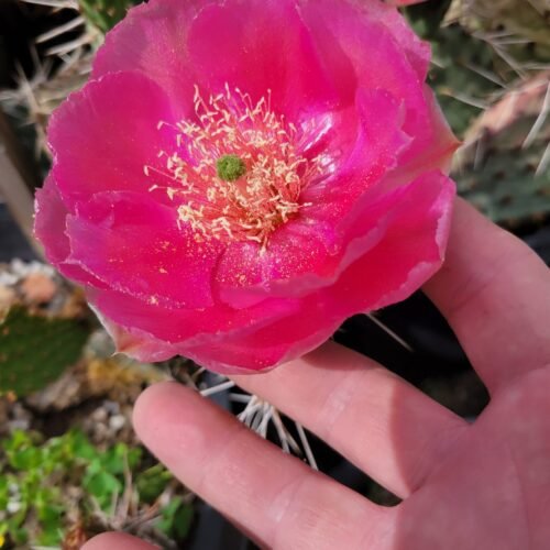 Opuntia 'Mesa Melon' Cactus Lover