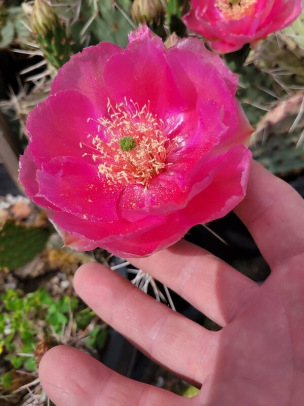 Opuntia 'Mesa Melon' Cactus Lover